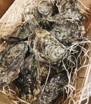 Oysters